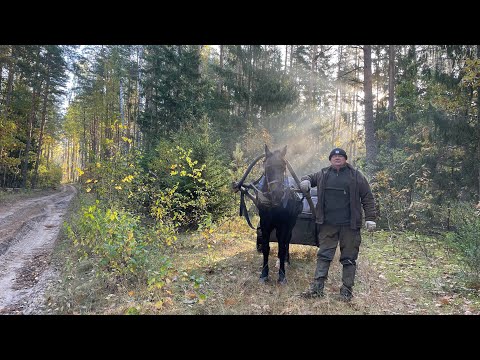 Видео: Охота на кабана в одиночку. Удача так близко. День первый. Wild boar hunting alone.
