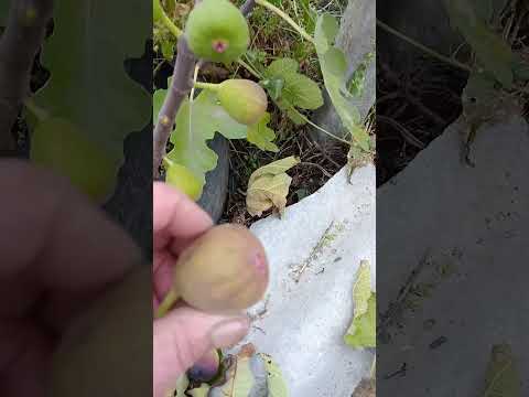 Видео: 8 листопада 2025 р.