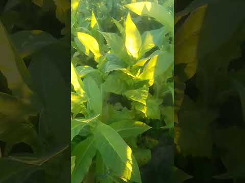 Видео: Просто обзор табака.