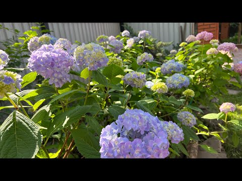 Видео: Летняя обрезка гортензий для хорошего цветения