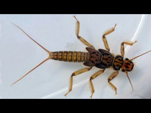 Видео: Личинка Веснянки "Сибирский Лов" на Хариуса и Ленка. Stonefly Nymph