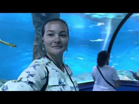 Видео: Калининград,Планета океан