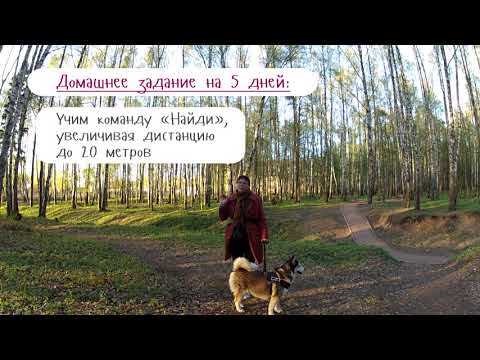 Видео: Урок 3. Поисковые игры: для собак, которые подбирают с земли