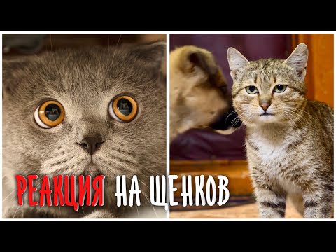 Видео: Щенки дома. Реакция котов ...