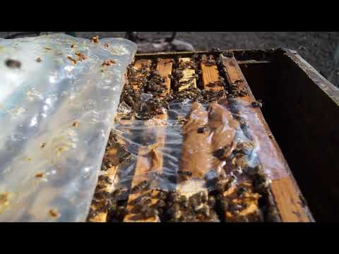 Видео: Весна на пасеке