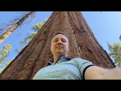 Видео: Самые крупные деревья в мире! 