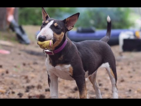Видео: Аристократы с акульей мордой - в программе ""Дело ведёт Мур-р-р""