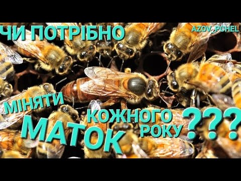 Видео: Чи потрібно міняти маток кожного року??? #пчеловодствов6тирамочныхульях