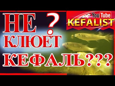 Видео: Рыбалка на кефаль! Почему не клюёт кефаль ??? Как ловить кефаль?