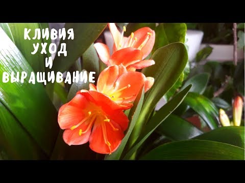 Видео: Кливия - уход и выращивание. Мои цветы. Мой опыт.