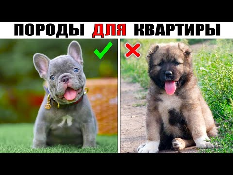 Видео: ТОП 5 Маленьких добрейших пород собак, которые лучше всего подойдут для квартиры