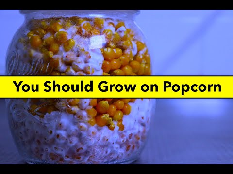 Видео: Popcorn Tek — Как приготовить мицелий из попкорна. Пошаговое руководство: Простое выращивание грибов