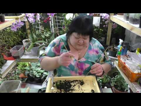 Видео: выращиваю кактусы из семян