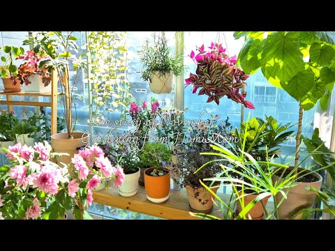 Видео: Даже обычные растения красивы, если присмотреться.