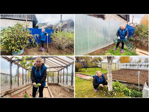 Видео: 5 октября. Покупки. Последние огурчики. Кукурузы больше НЕТ