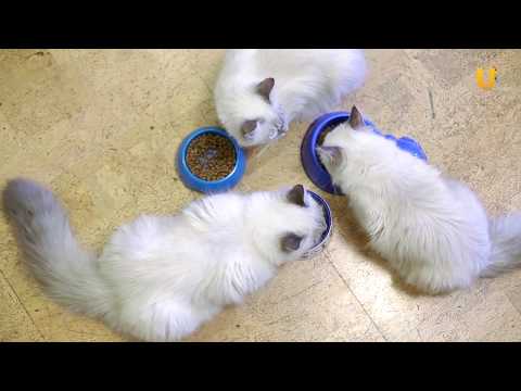 Видео: Глазами животных #310. Невские маскарадные кошки — достояние страны и сибирское очарование