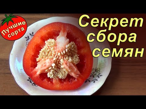 Видео: СОБИРАЙТЕ ТАК СЕМЕНА ПЕРЦА! Лучше всходят и долго хранятся