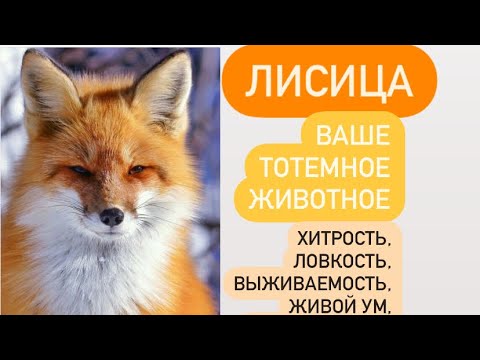 Видео: ЛИСИЦА- ваше тотемное животное# хитрость, приспосабливаемому, выносливость, быстрое мышление.