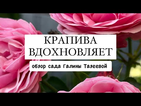 Видео: [КРАПИВА ВДОХНОВЛЯЕТ] обзор сада Галины Тазеевой