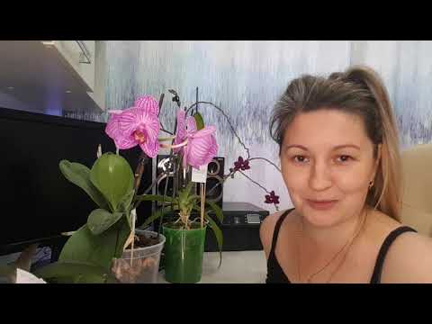 Видео: Почему орхидея не ЦВЕТЁТ?Как ЗАСТАВИТЬ орхидею цвести?ПРАВИЛЬНЫЙ уход за орхидеями.