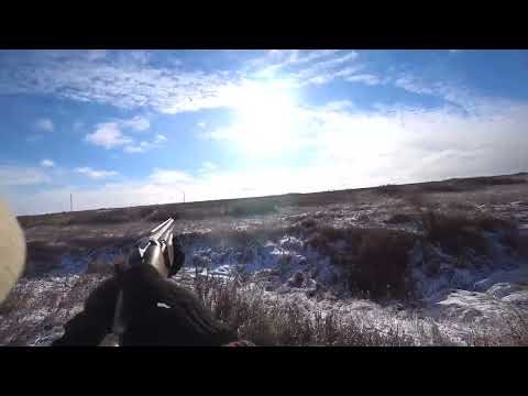 Видео: Охота на зайца, вышел про тропить. Сезон 2025-2026 №228