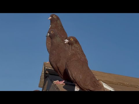 Видео: Никалаевские голуби США Америка