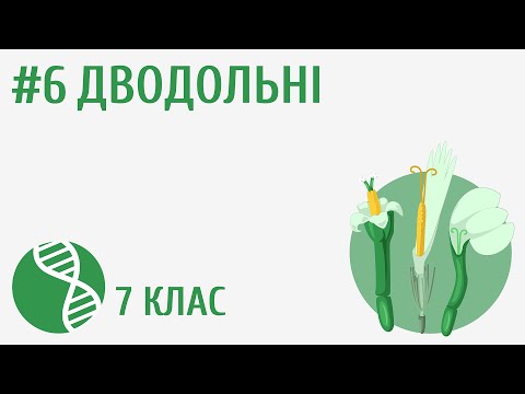 Видео: Дводольні #6