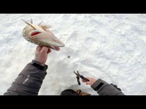 Видео: Щука на жерлицы 29.03.2024