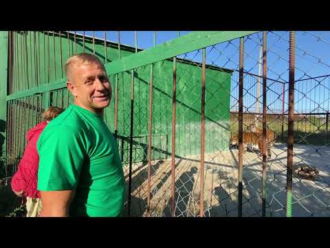 Видео: Директор СЧАСТЛИВ ! " Я бы к этим тиграм зашел!"The director IS HAPPY ! " would go to these tigers"