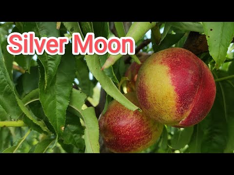 Видео: Нектарин Сильвер Мунн/nectarine Silver Moon #fruit #garden #nectarine #Silver Moon #нектарин 