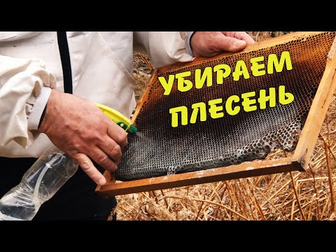 Видео: Как спасти рамки от плесени?! #пчеловодство #мед #пасека