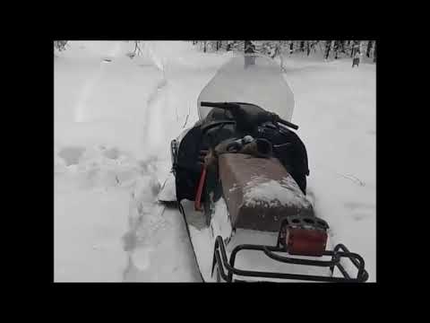 Видео: Волчица в петле. Регулирование численности волка. Видео волчатника Владимира Алфимова. Тверская обл.