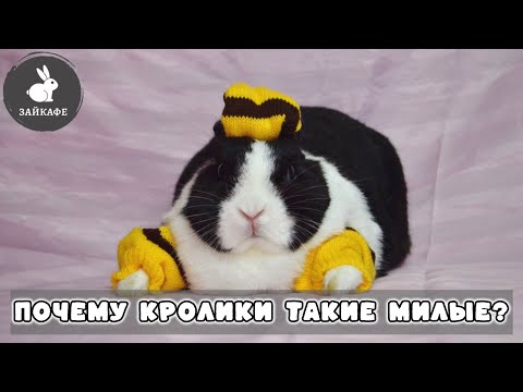 Видео: Почему мы считаем кроликов милыми? И за что мы их так любим?