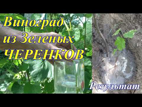 Видео: Виноград из зеленых черенков.