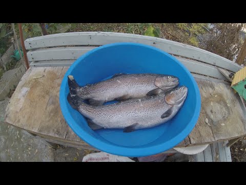 Видео: Особенности выращивания форели на даче