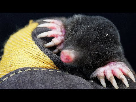 Видео: Неделю ловил этого милого хищника. Как поймать крота - самый эффективный способ доступный каждому