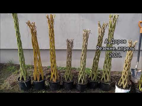 Видео: Вести с плантации апрель 2021