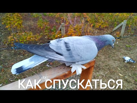 Видео: Голуби