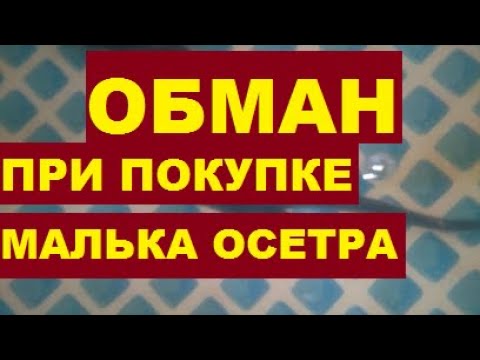 Видео: ОБМАН ПРИ ПОКУПКЕ МАЛЬКА ОСЕТРА