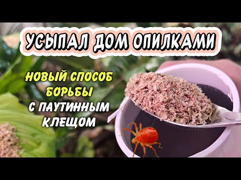 Видео: Усыпал дом опилками: новый способ борьбы с паутинным клещом