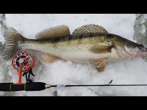 Видео: МЫ В ШОКЕ ОТ КЛЁВА!!! Эти зубастые отрывают балансиры. Рыбалка на Оке.