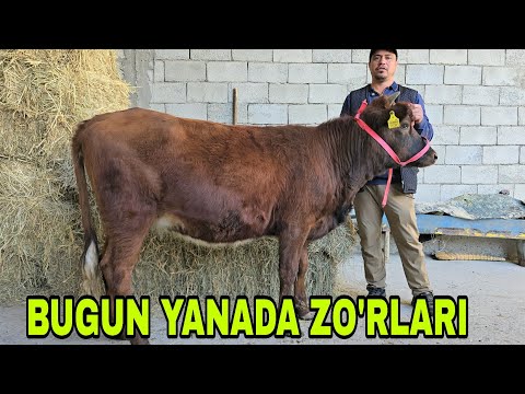 Видео: Hayot akani mini fermasiga yangi partiya yosh buqachalar keldi 10 ноября 2025 г.