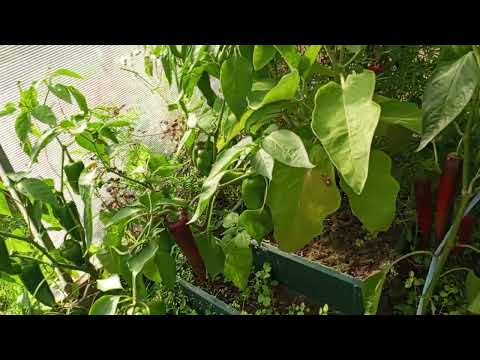 Видео: Обзор на огород 20 августа 2025.