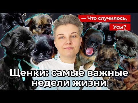 Видео: Щенки: самые важные недели жизни // Что случилось, Усы?