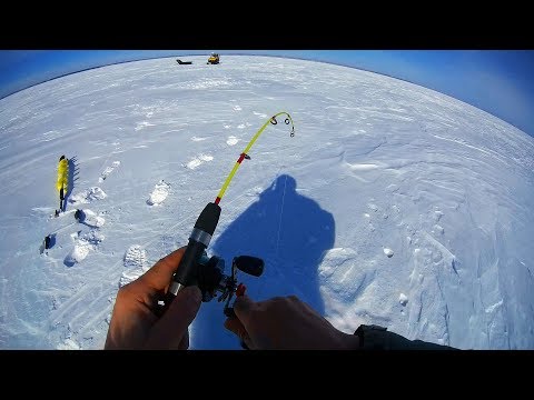 Видео: КАК поймать судака на РАТТЛИНЫ? Зимняя рыбалка на судака 2019