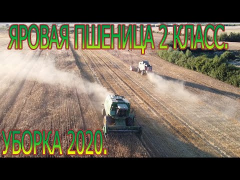 Видео: Начали молотить яровую пшеницу. Последние новости по нашему хозяйству.