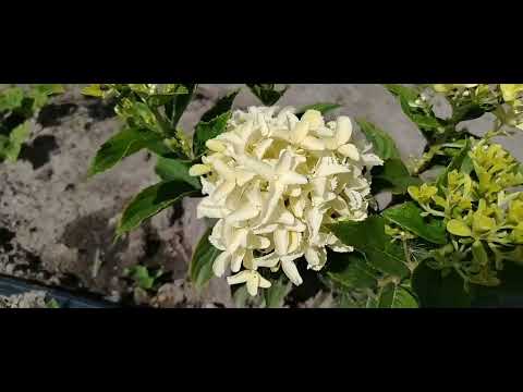 Видео: Вижу цель,не вижу препятствий!Метельчатая побаловала сортностью в этом сезоне.22.09.25