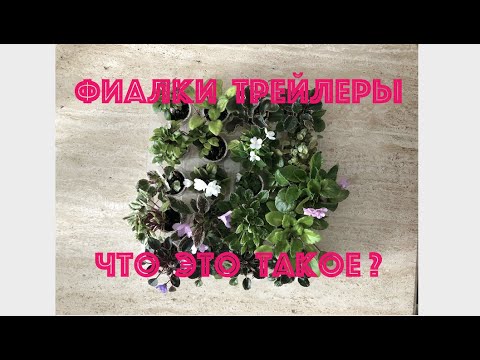 Видео: ФИАЛКИ трейлеры. НОВИЧКАМ. Что это такое? What is African Violet trailer?