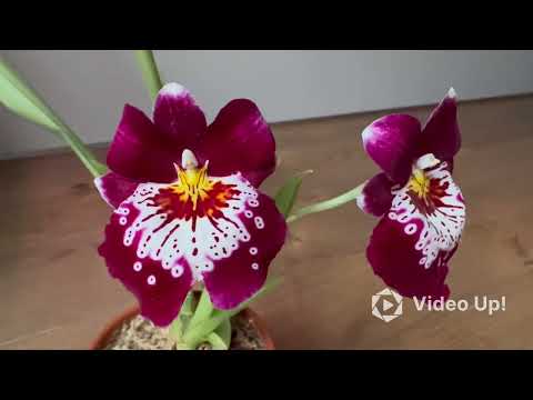 Видео: Квітне нове - люблю, не люблю… жовтень 2025