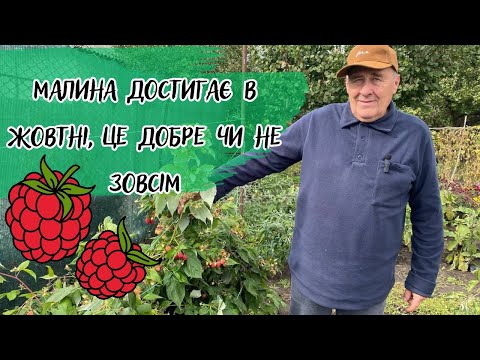 Видео: Малина достигає в жовтні, це добре чи не зовсім?